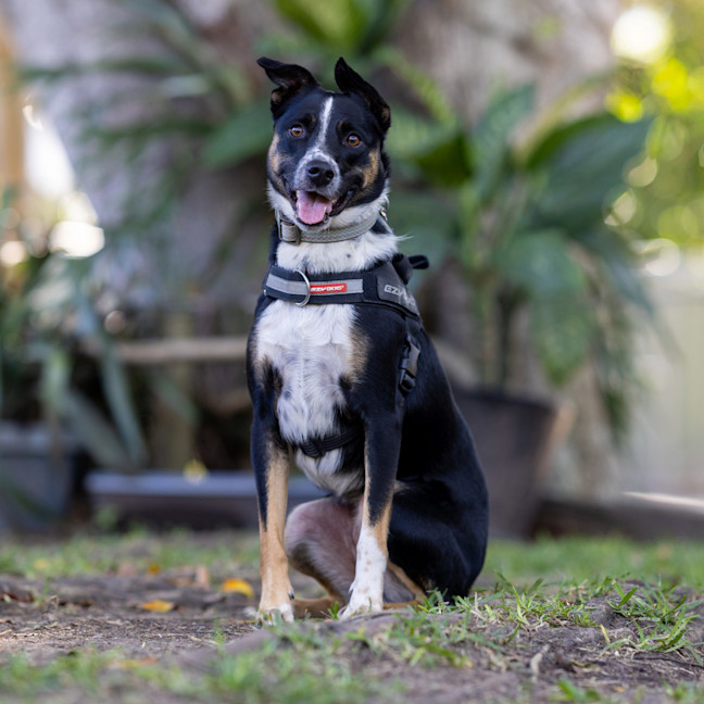 Photo of Peaches