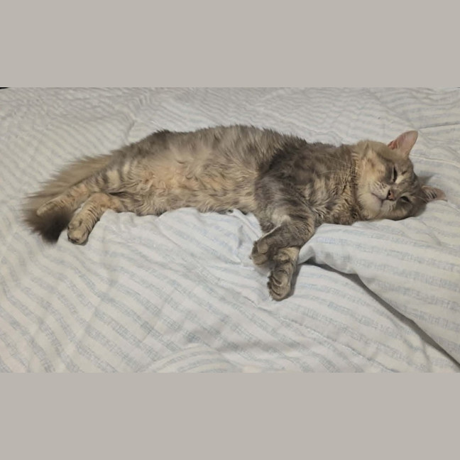Photo of Goose