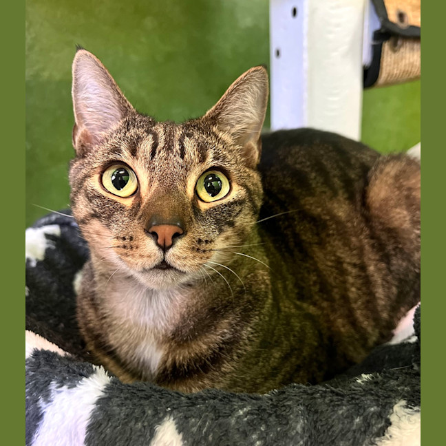 Photo of Tigger
