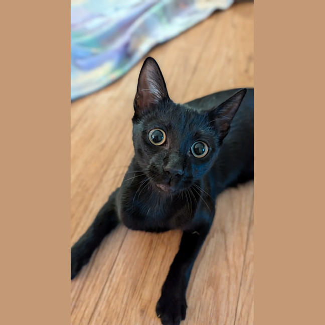 Photo of Veya