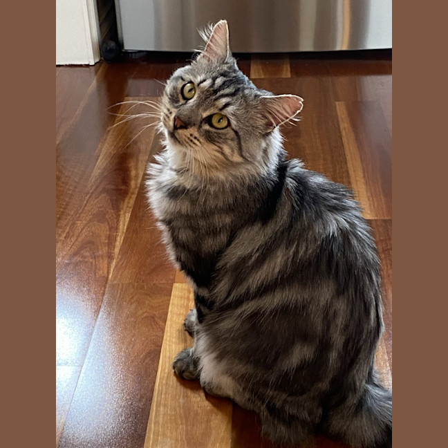 Photo of Samson 
