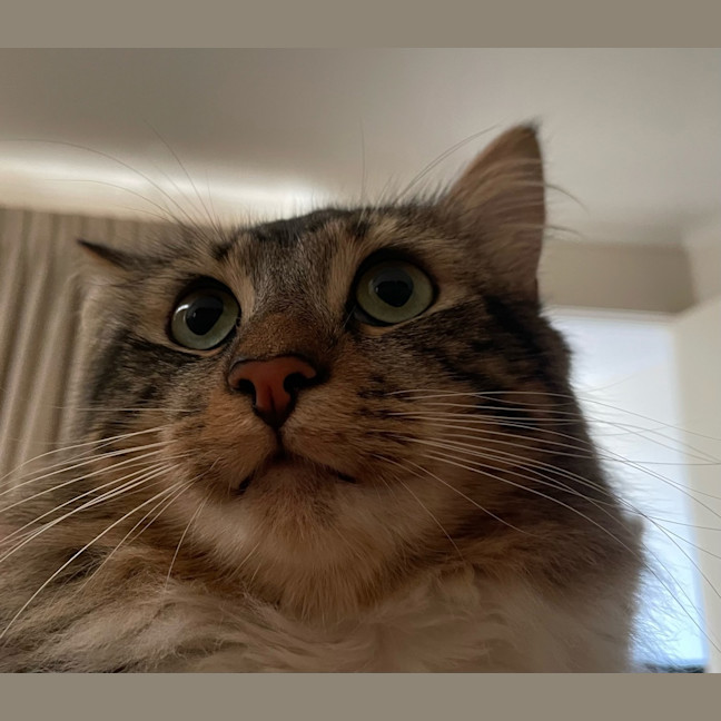 Photo of Percy