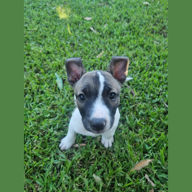 Photo of Dasher