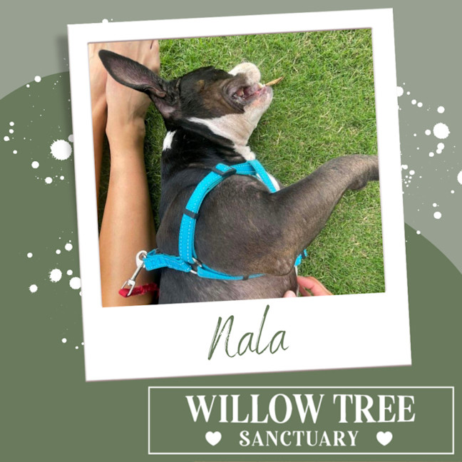 Photo of Nala