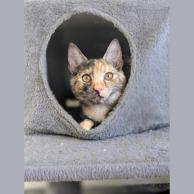 Photo of Chook & Mash 