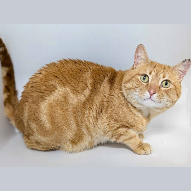 Photo of Garfield