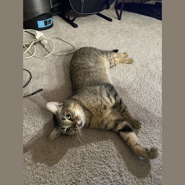 Photo of Nugget