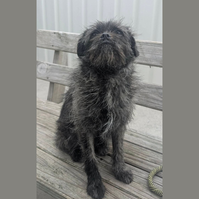 Photo of Stella