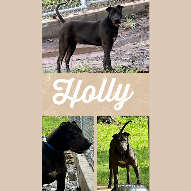 Photo of Holly
