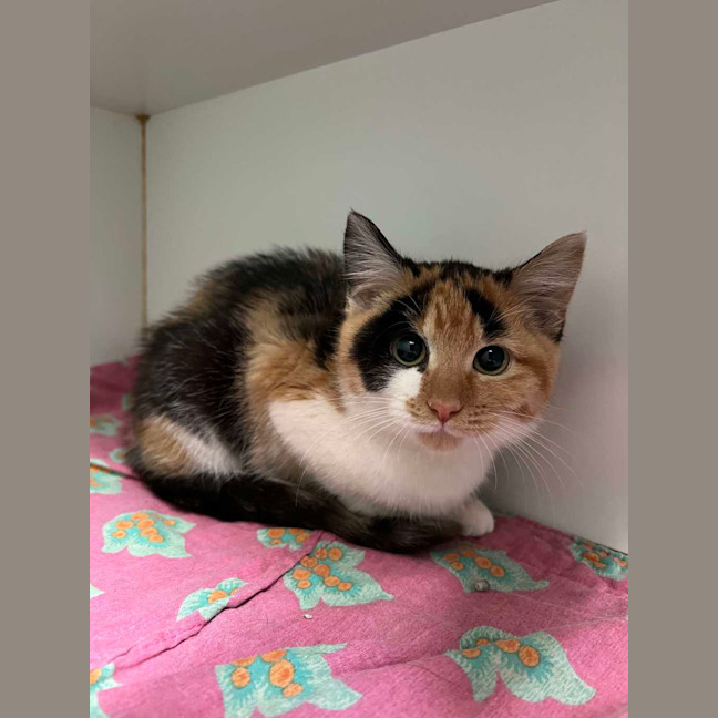 Photo of Rumpleteazer