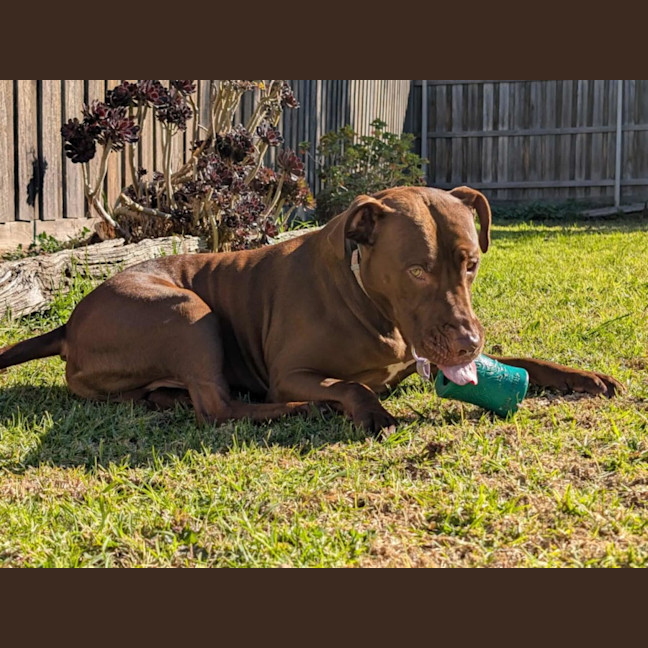 Photo of 🐶 Jeff 🐶