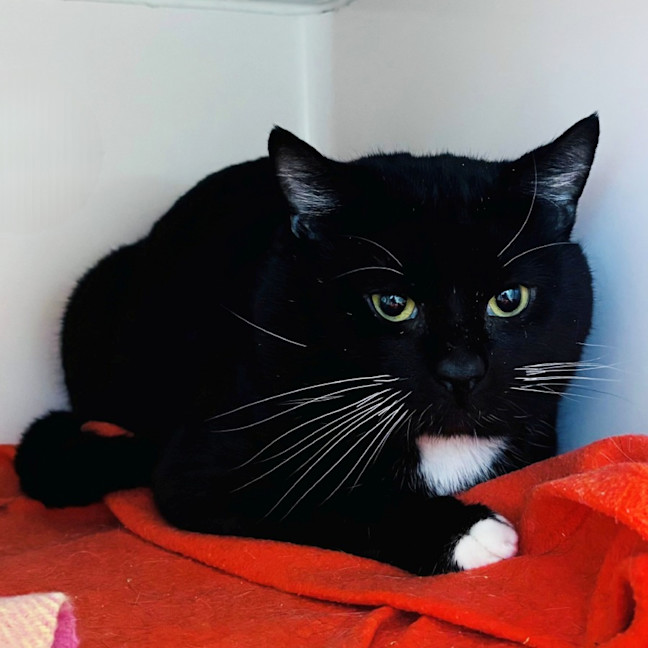 Photo of Bangers & Mash