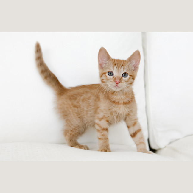 Photo of Rupert