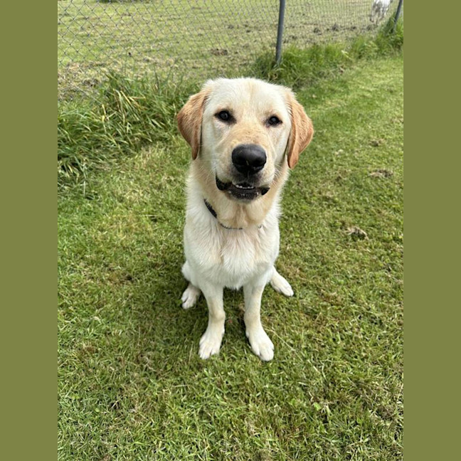 Photo of Scooby