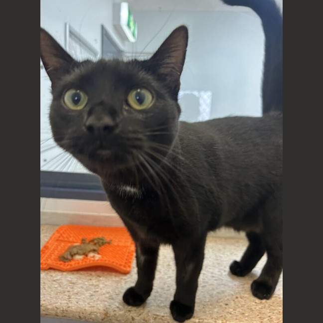 Photo of Pumpkin