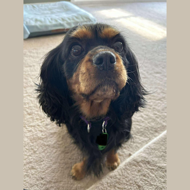 Photo of Lady Baltimore 