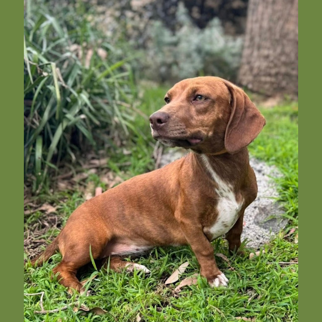 Photo of Cinnamon Swirl 