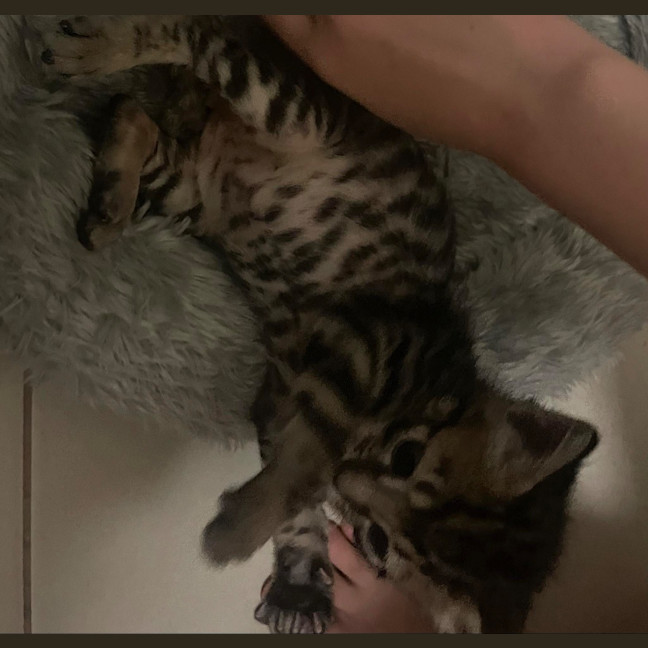 Photo of Kaos (Khan)