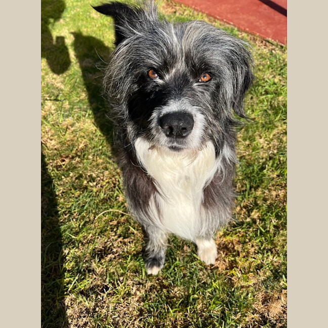 Photo of Alfie