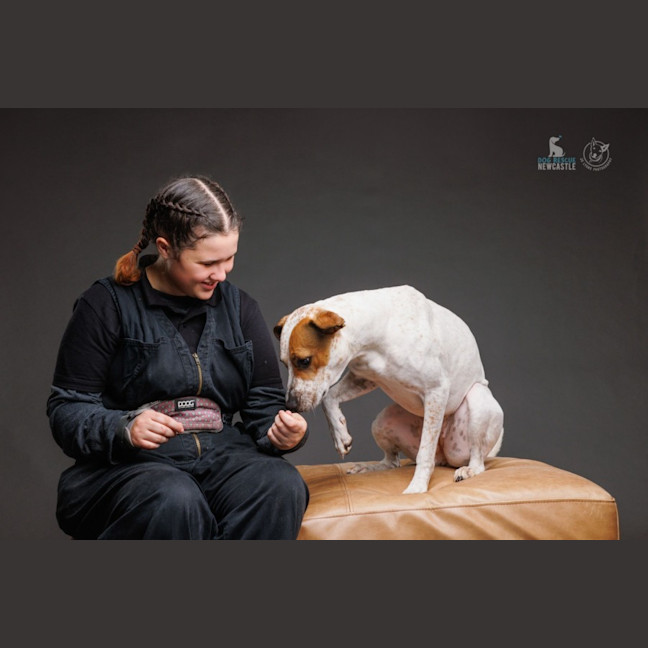 Photo of Lola   1 Year Old Cattle Dog X Staffy