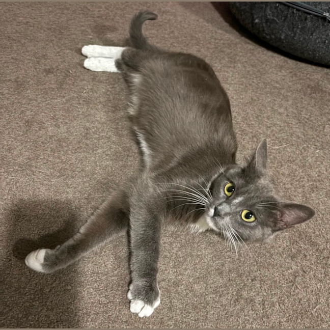 Photo of Arkham **2nd Chance Cat Rescue**