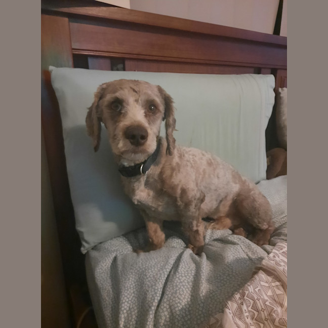 Photo of Teddy