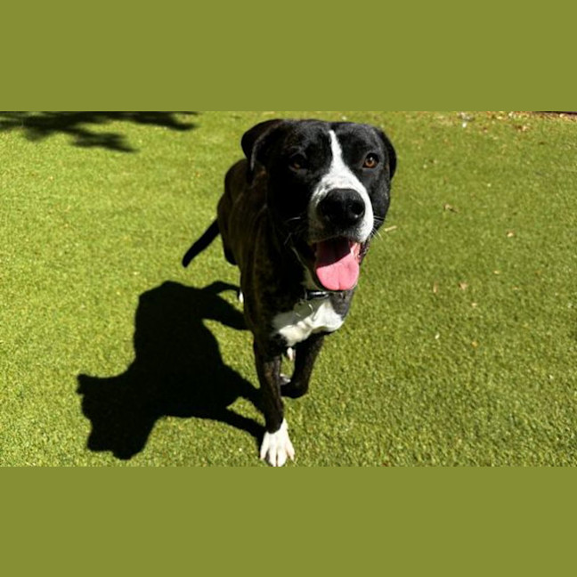Photo of Basil