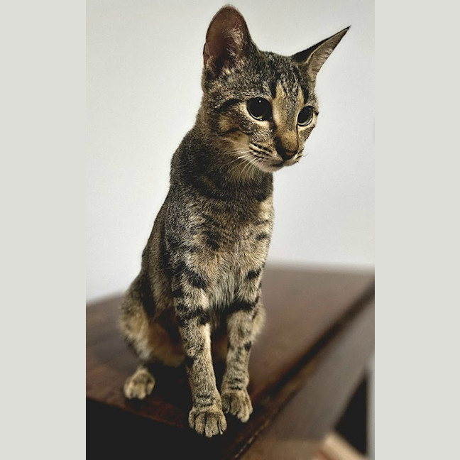 Photo of Mochi