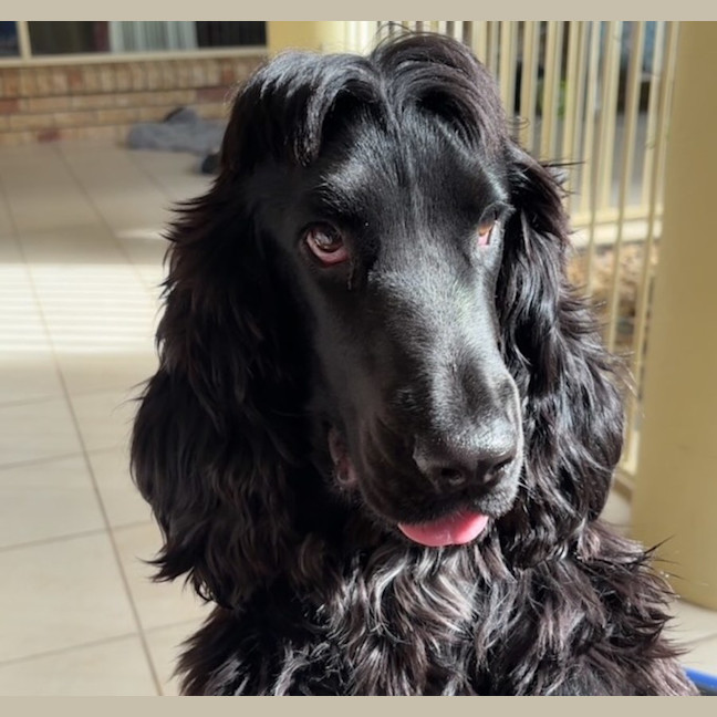 Photo of Whiskey