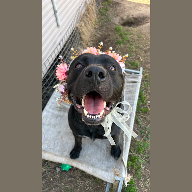 Photo of Tucker
