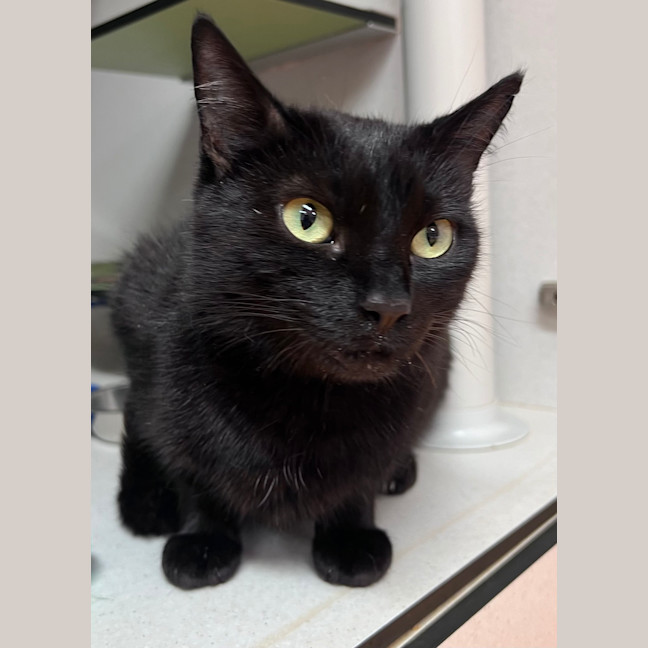 Photo of Minerva