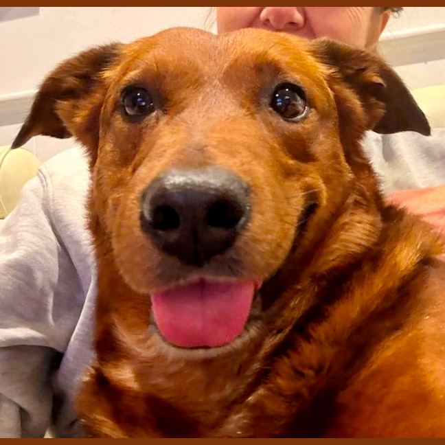 Photo of Spud   4 Year Old Corgi X
