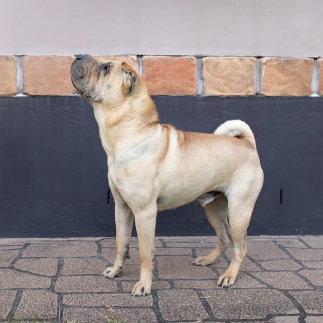 Photo of Frankie
