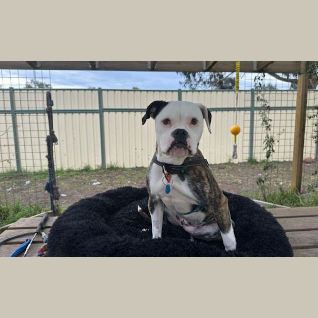 Photo of Bonnie