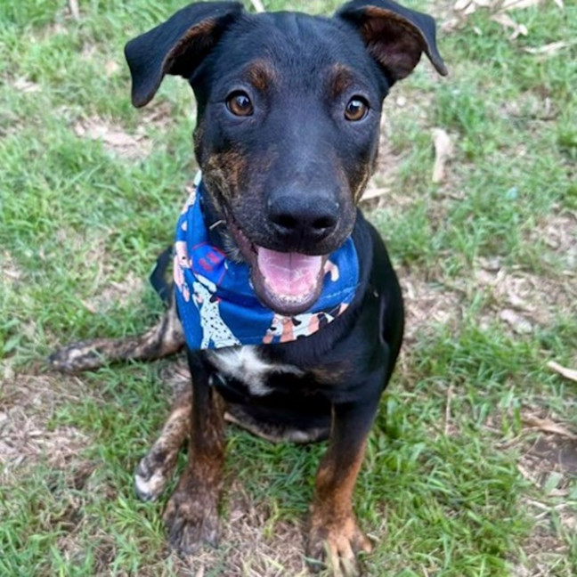 Photo of Rex