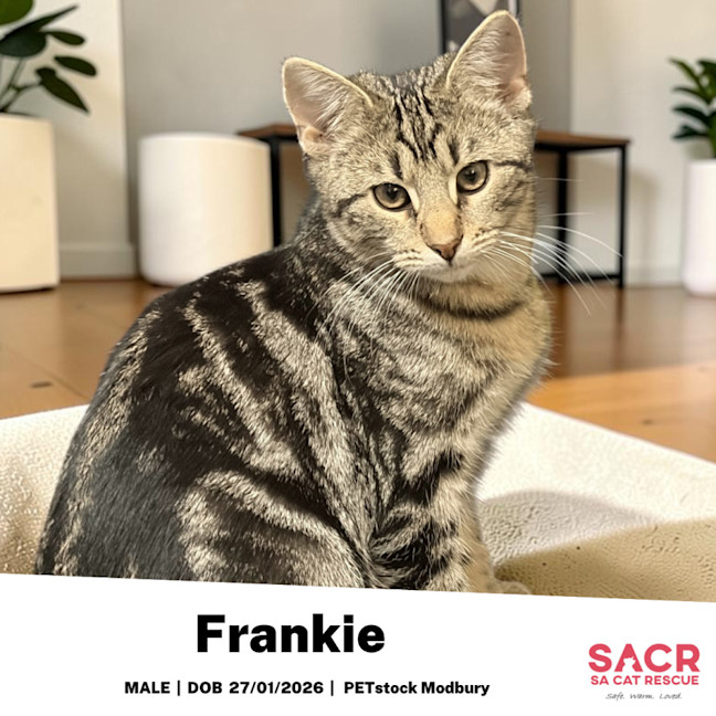 Photo of Frankie