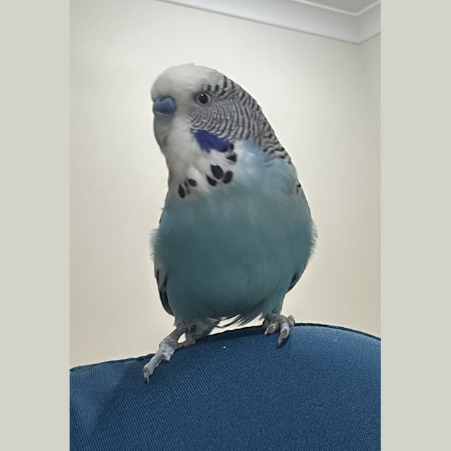 Photo of Phoenix