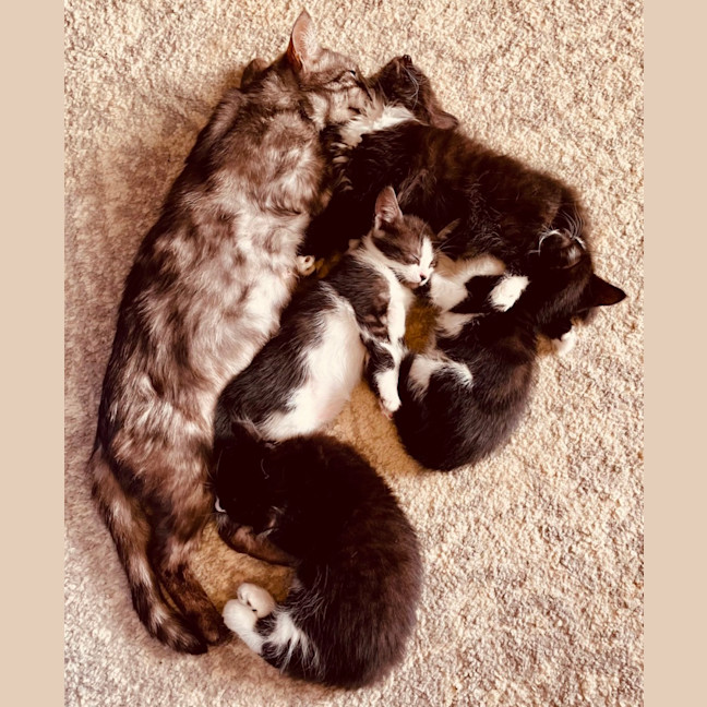 Photo of Nova