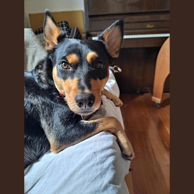 Photo of Nova