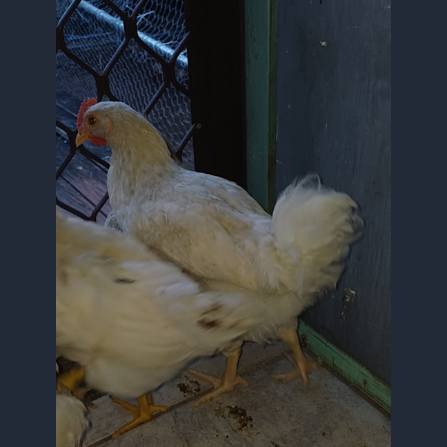 Photo of One Rooster
