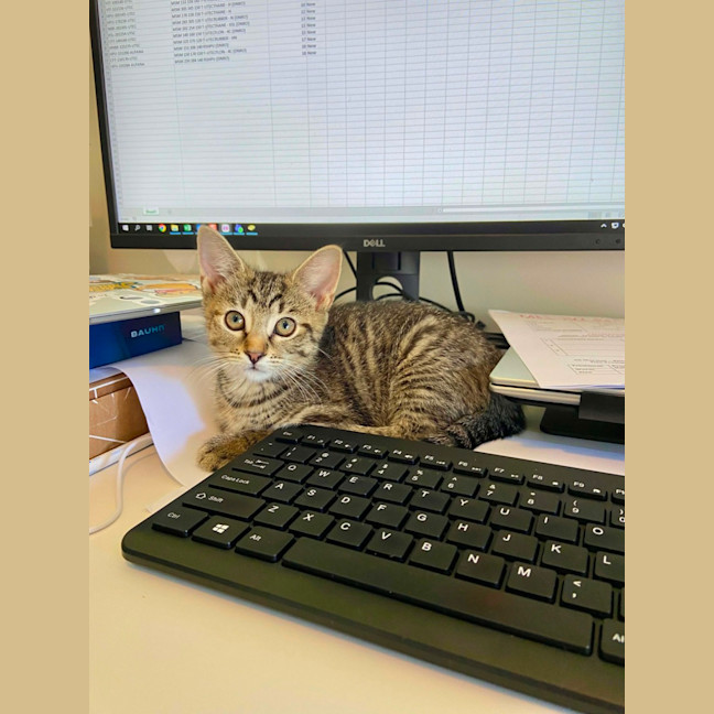 Photo of Polly Meet Me@Keysborough Petstock Store 