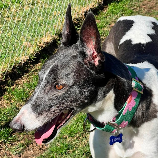 Photo of Tricia The Greyhound