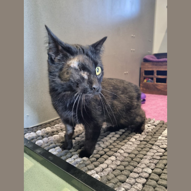 Photo of Dread Pirate Roberts