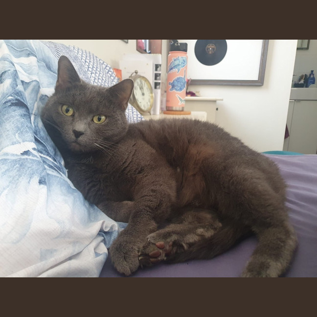 Photo of Daphne