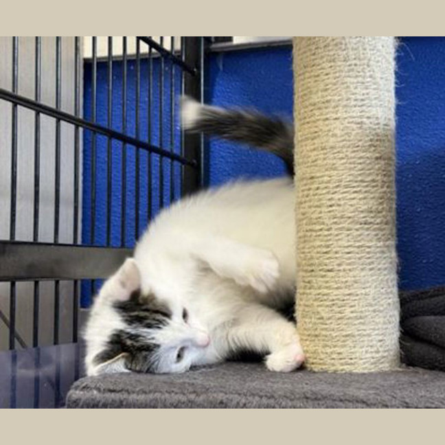 Photo of Marshmallow