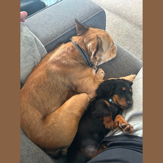 Photo of Arlo   12 Week Old Miniature Dachshund