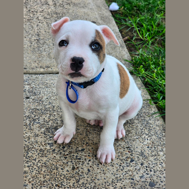 Photo of Alfie   7 Week Old Staffy X Bulldog X (Trial)