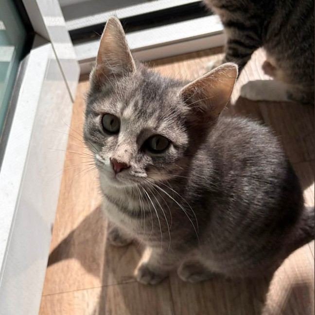 Photo of Stilton