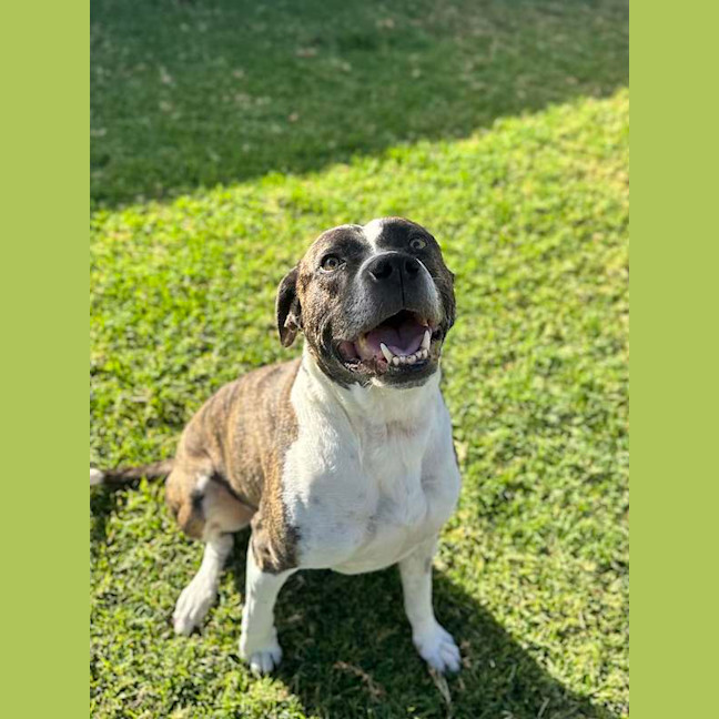 Photo of Tyson