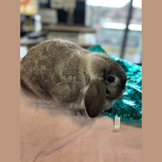 Photo of Capsicum (Bonded To Cabbage)